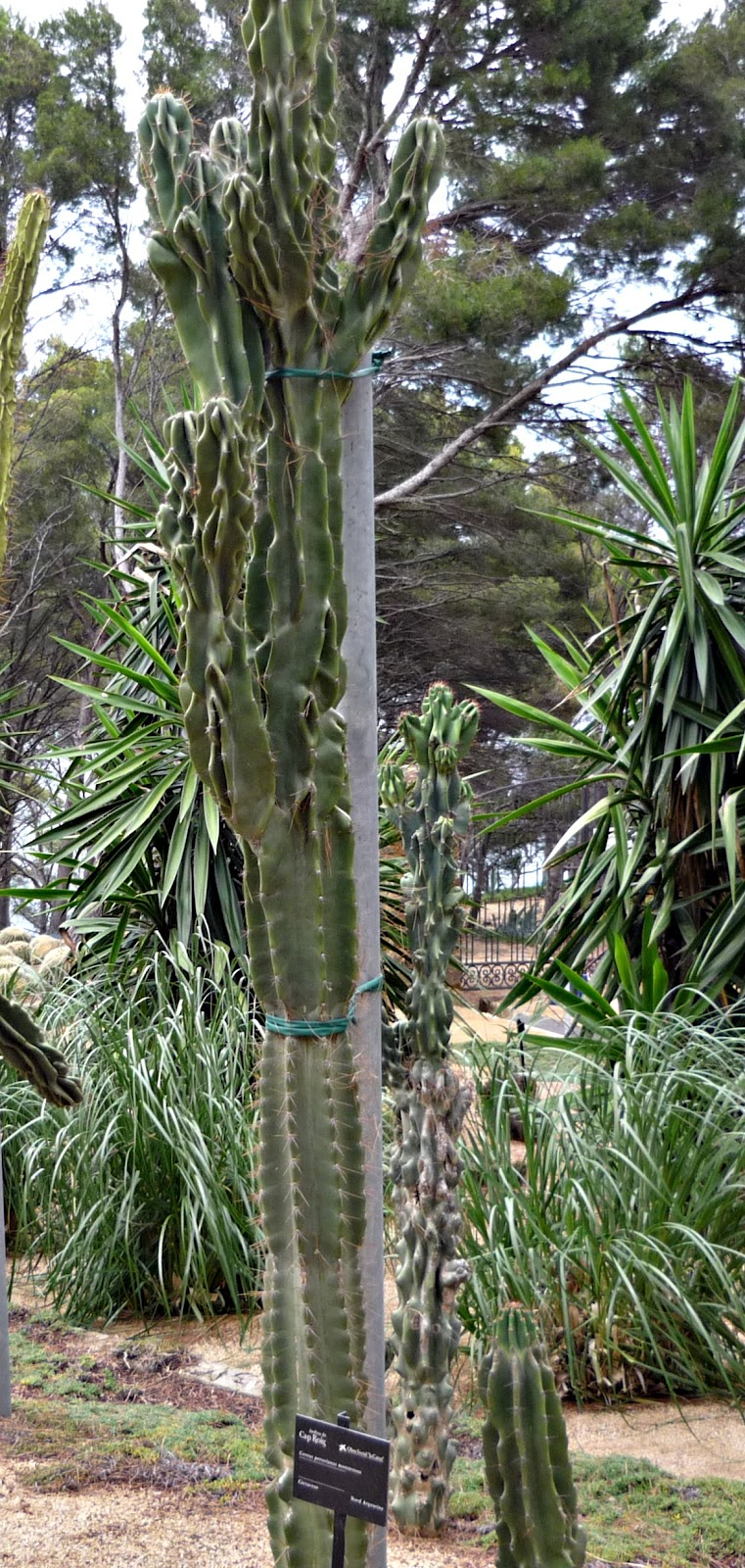 Cactus Y Suculentas: Jardín Botánico De Cap Roig dedans Jardin Botanico Cap Roig