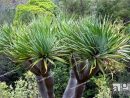 Canary Islands Dragon Tree (Dracaena Draco), Botanical ... dedans Jardin Canario Tafira