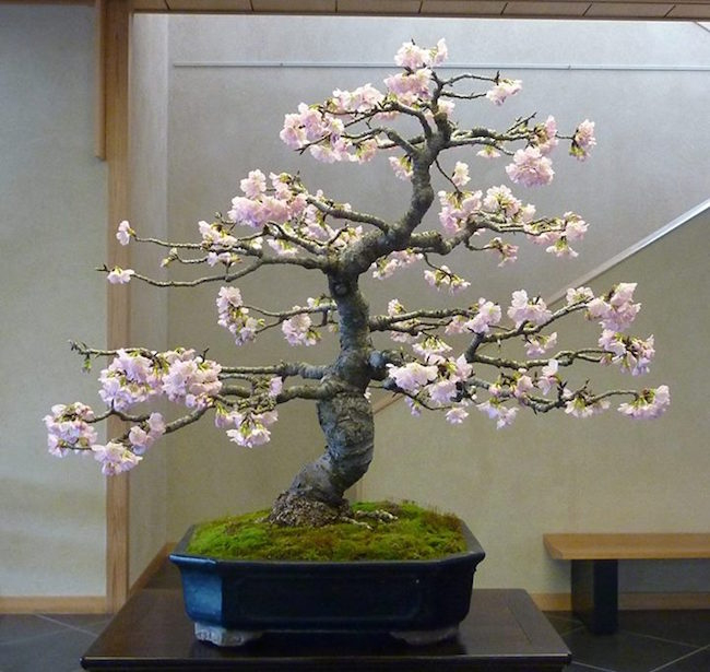 Cerisier À Fleurs Bonsaï – Bonsai Empire à Magnolia Jardiland