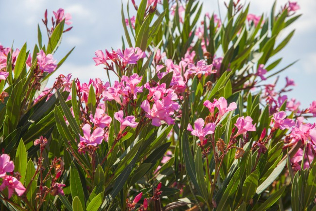 Cinco Plantas Perennes Para El Jardín En Invierno – Blog … serapportantà Flores Para El Jardin