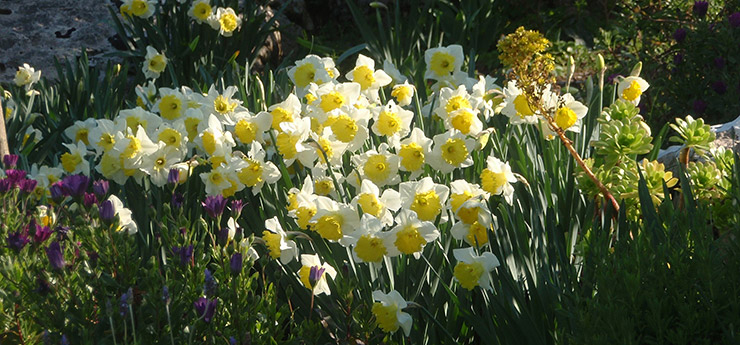 Color En El Jardín Todo El Año Plantas Que Florecen En Marzo à Jardin Con Flores Todo El Año