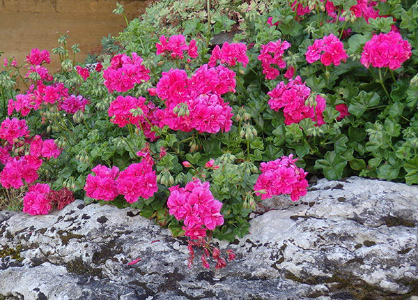 Color En El Jardín Todo El Año. Plantas Que Florecen En Mayo dedans Plantas Para El Jardin Todo El Año