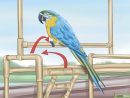 Comment Dresser Un Perroquet: 15 Étapes - Wikihow à Comment Apprivoiser Un Perroquet