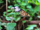 Cómo Atraer Mariposas A Nuestro Jardín - Trucos De Bricolaje tout Jardin De Mariposas