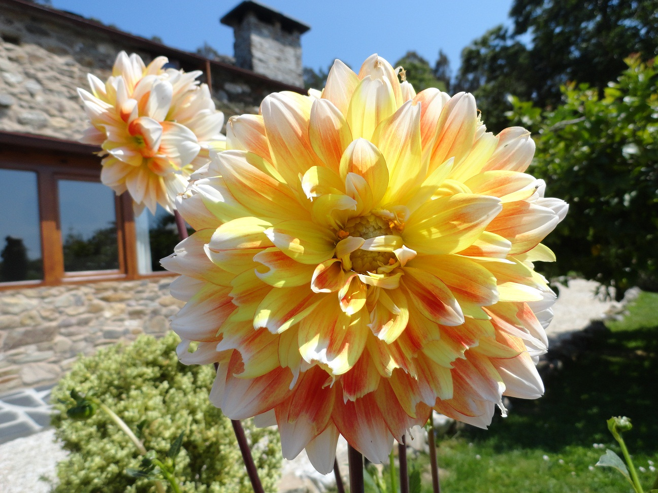 Como Cultivar Bulbos De Primavera En El Jardín pour Variedades De Flores Para Jardin