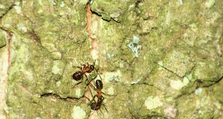 Cómo Deshacerse De Las Hormigas De Forma Natural encequiconcerne Como Matar Hormigas En El Jardin