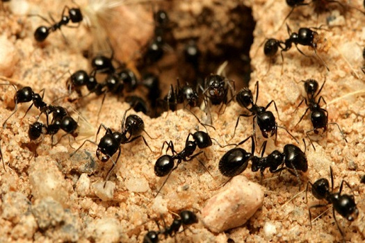Cómo Eliminar Hormigas De Forma Efectiva | Repelentes.top 🥇 serapportantà Como Matar Hormigas En El Jardin