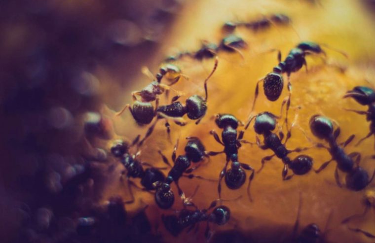 Cómo Eliminar Hormigas De Forma Natural - Nuestroclima à Como Matar Hormigas En El Jardin