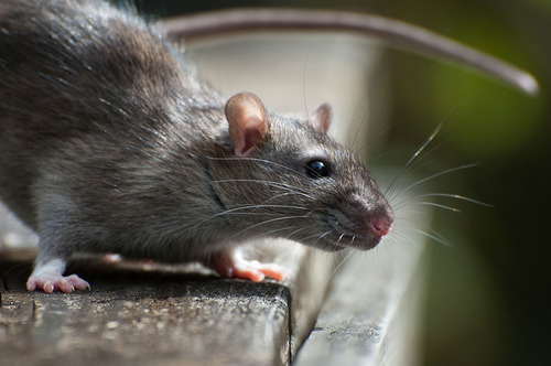 ¿Cómo Eliminar Ratas? ⚡️ » Respuestas.tips avec Como Eliminar Ratas En El Jardin