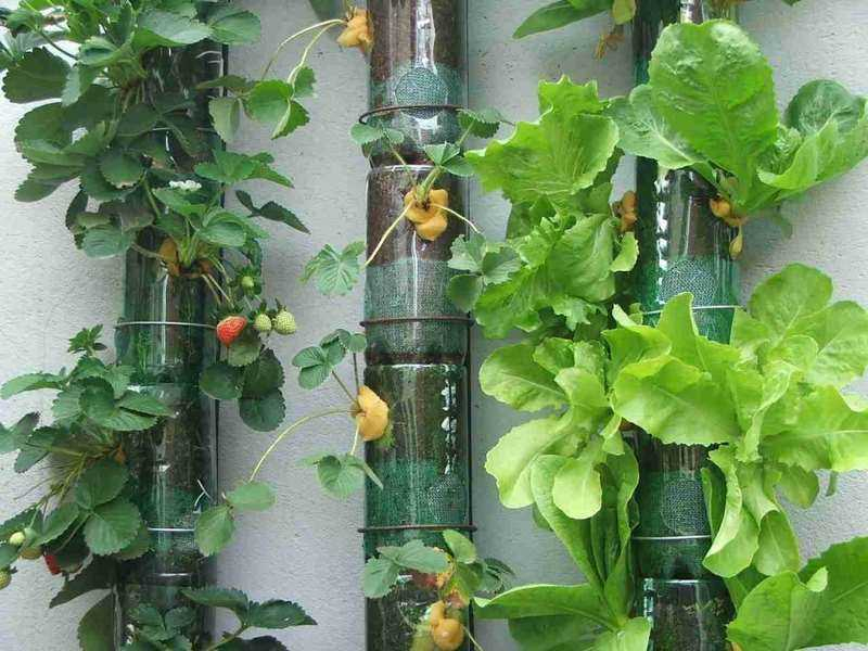 Como Hacer Un Jardín Vertical Con Botellas serapportantà Como Hacer Jardin Vertical Casero