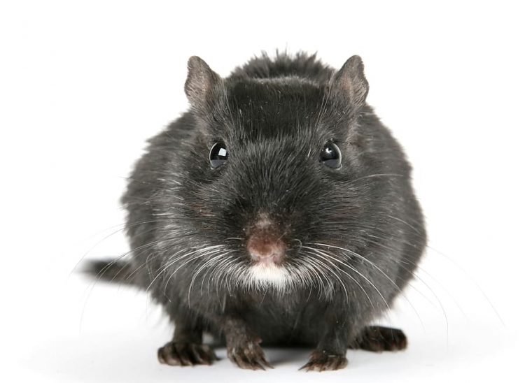 Cómo Matar Rata Negra Acabar, Espantar, Combatir, Eliminar … à Como Eliminar Ratas En El Jardin
