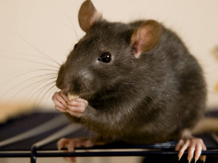 ¿Cómo Matar Una Rata? Los Pasos Que Debes Seguir Para Hacerlo intérieur Como Eliminar Ratas En El Jardin