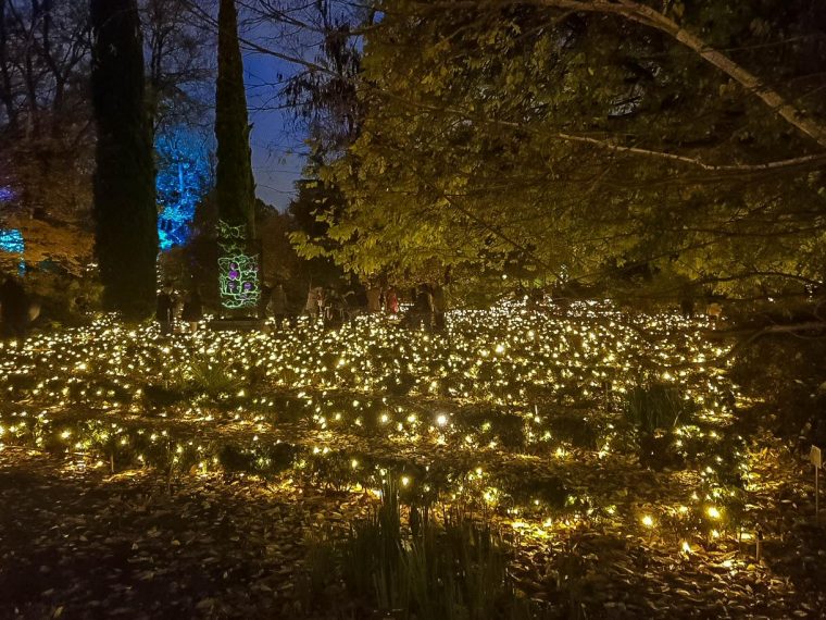 Cómo Visitar Luces Del Jardín Botánico: Horarios, Precios ... pour Precio Jardin Botanico