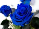 Comprar Ramo De Rosas Azules Preservadas En Barcelona destiné Flores Azules De Jardin