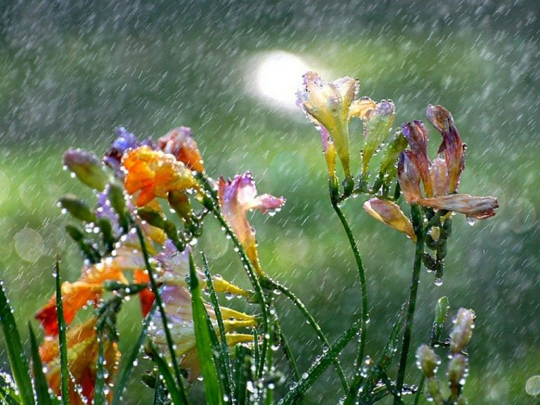 Consejos Para El Cuidado Del Jardín En Época De Lluvia ... tout Cuidados Del Jardin