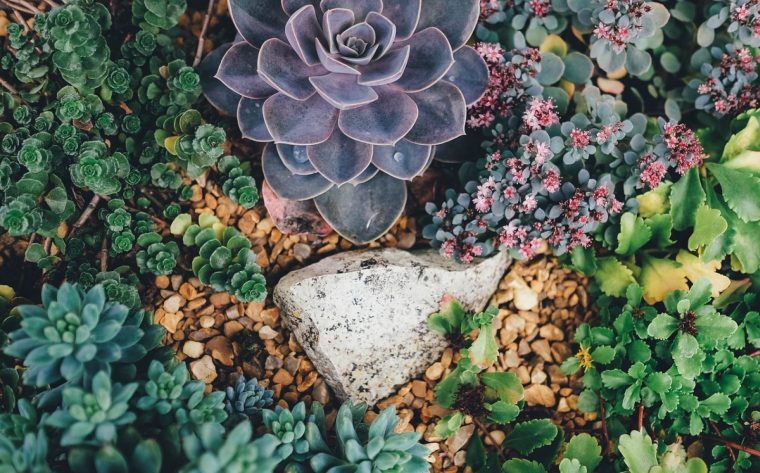 Créer Un Jardin Sec Ou Rocaille De Cactus Et Succulentes … destiné Jardinerie Des Jonquiers