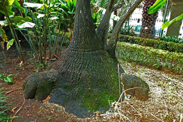 De Visita En El Jardín Botánico De Puerto De La Cruz … serapportantà Jardin Botanico De Tenerife