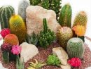 Decoración | Mini Cactus Garden, Cactus Terrarium, Cactus ... à Jardines Con Cactus