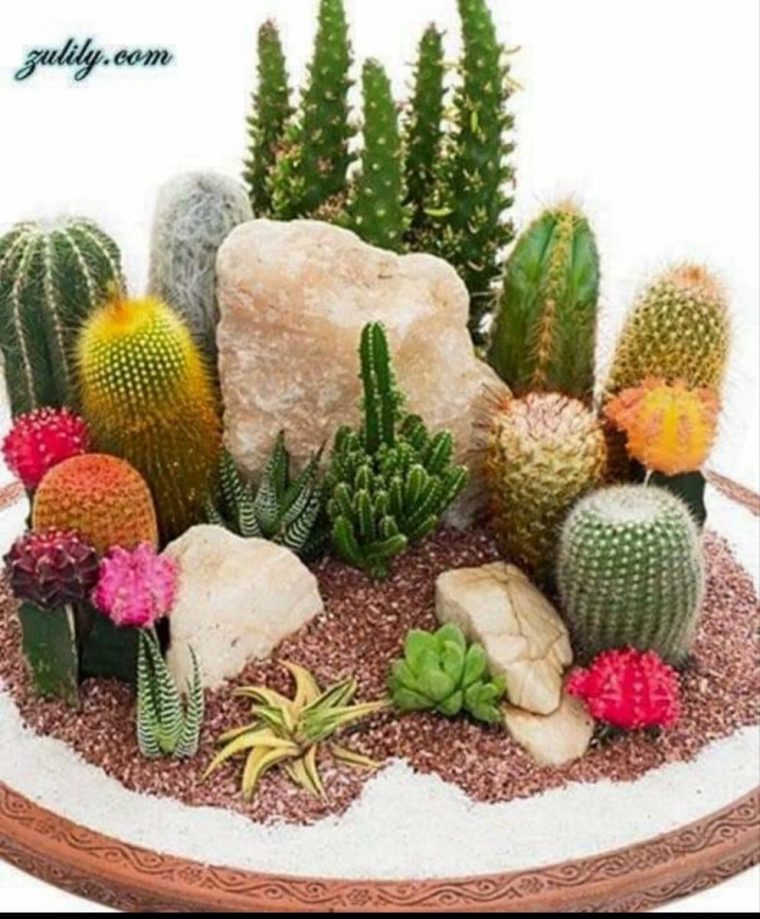Decoración | Mini Cactus Garden, Cactus Terrarium, Cactus … à Jardines Con Cactus