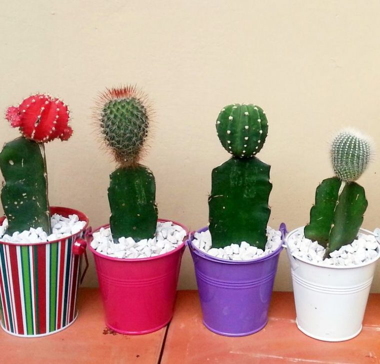 Desafío De Los Cactus Al Sol – Casa Y Jardín – Abc Color intérieur Jardin De Cactus En Casa