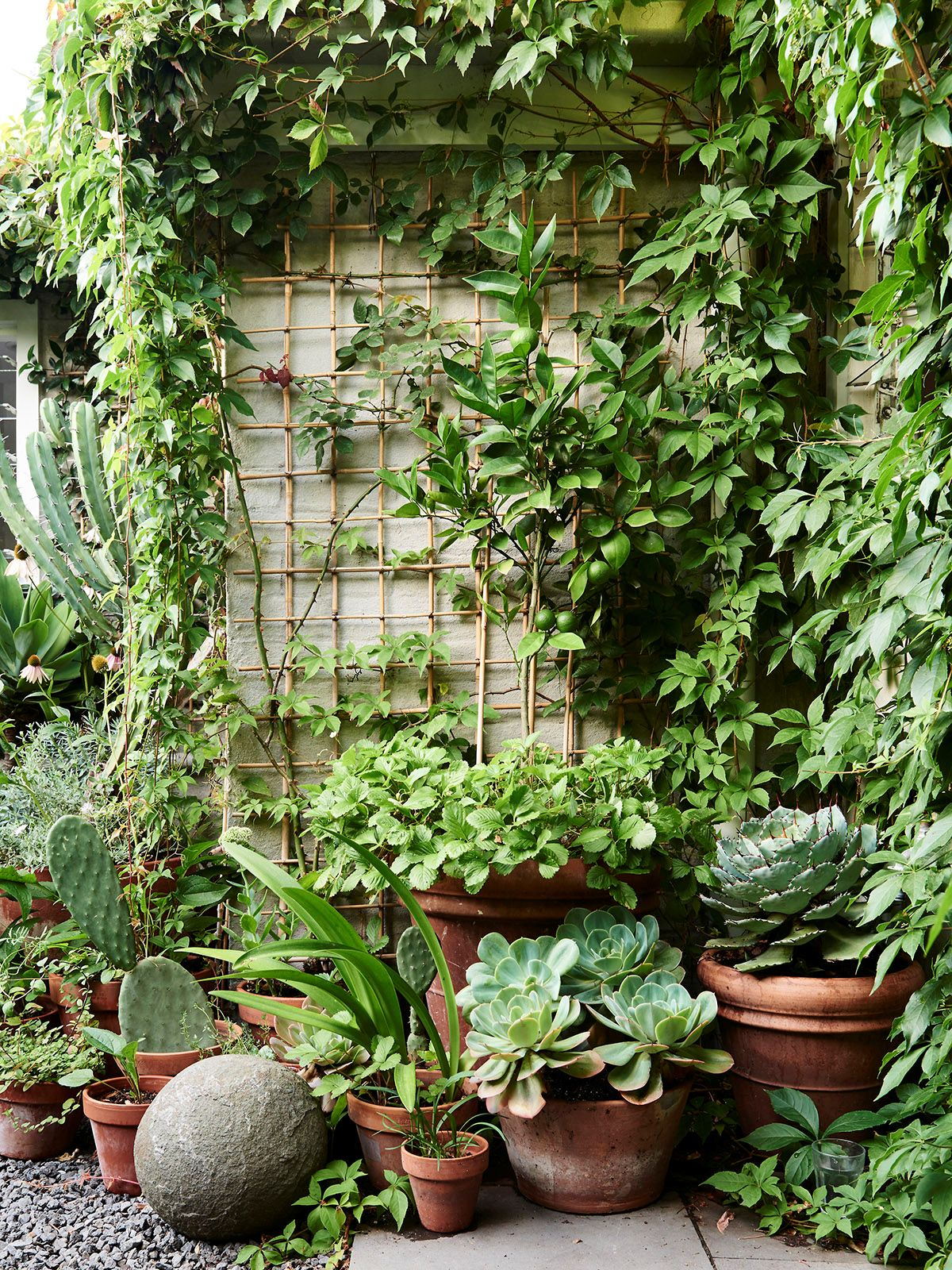 Diseño De Jardines: Un Jardín Pequeño Y Frondoso De 24 Metros² destiné Jardines Con Plantas Aromaticas