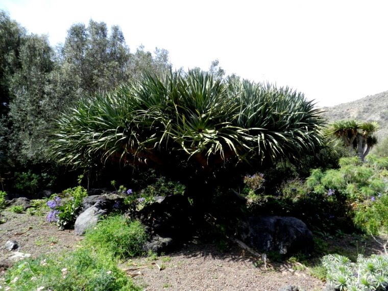 Drago Arboles Jardin Canario Gran Canaria Islas Canarias 0 … destiné Jardin Canario Gran Canaria
