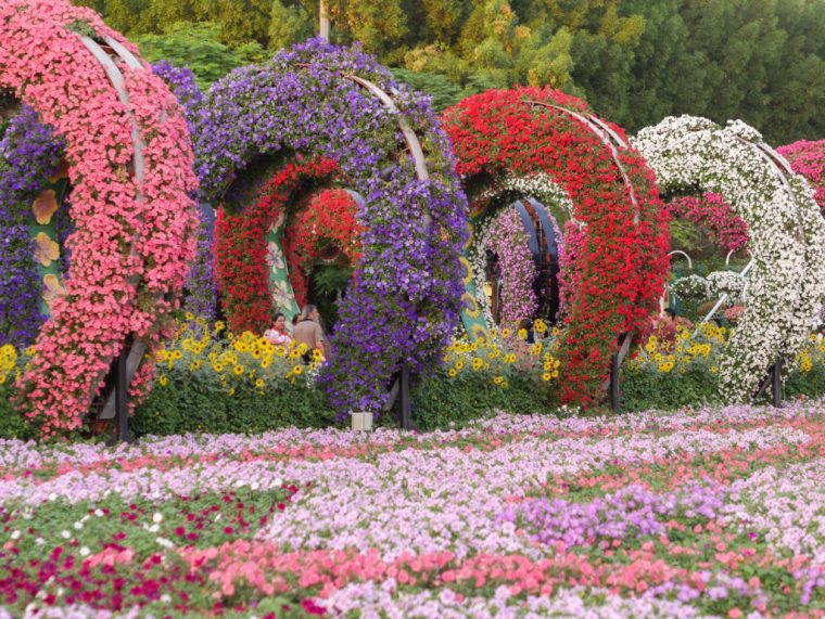Dubai Miracle Garden, Un Jardín De Flores En Medio Del … avec Jardin Del Desierto
