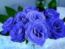 ᐈ Significado De Las Rosas Azules Y Curiosidades concernant Flores Azules De Jardin