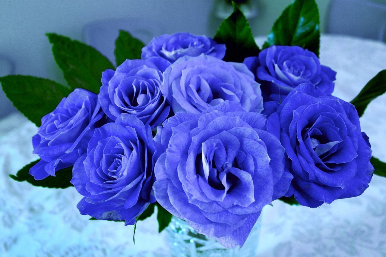 ᐈ Significado De Las Rosas Azules Y Curiosidades concernant Flores Azules De Jardin