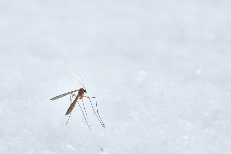≫ Cómo Eliminar Mosquitos En El Jardín ️ Erojardin destiné Como Eliminar Ratas En El Jardin