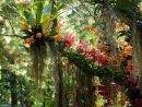 Eclectica | Jardín De Orquídeas, Jardines Tropicales, Jardines tout Jardines Tropicales