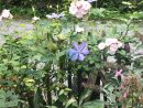 ︎ Your Own Romantic Garden! #Zinniagarden | Jardín ... à El Jardin Romantico