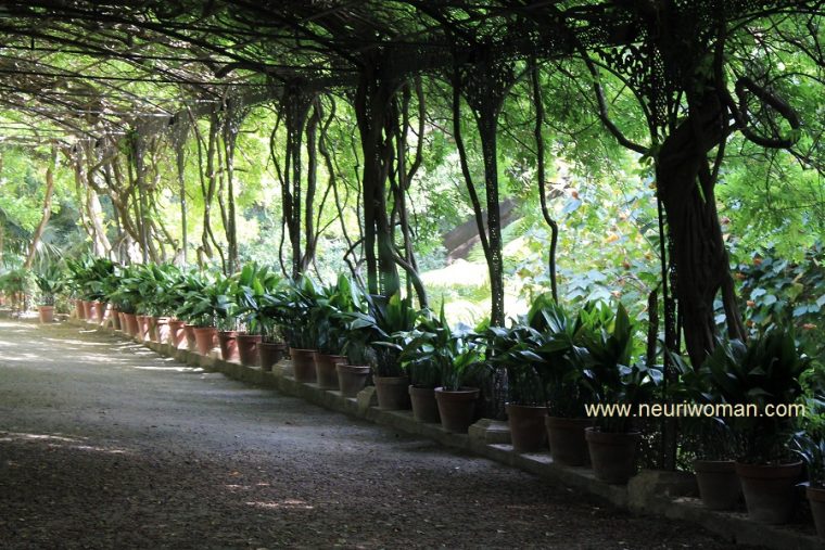 El Cenador De Glicinias: Jardín Botánico De Málaga. avec Jardin Botanico De Malaga