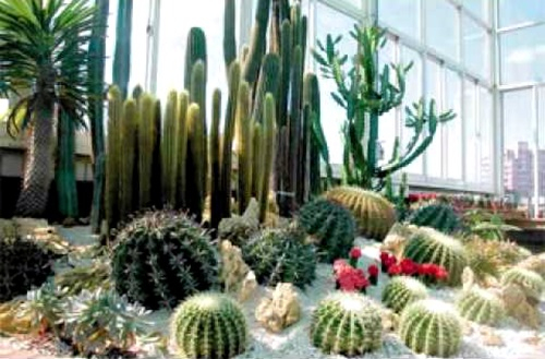El Cuaderno De Campo: Cómo Hacer Un Jardín De Cactus Y … concernant Jardin De Cactus Miniatura