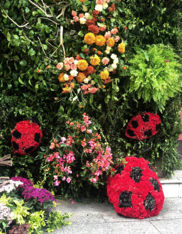 El Festival De Flores Y Jardines 2019 Abrió Sus Pétalos pour Duncan Dhu Jardin De Rosas