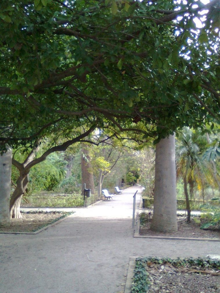 El Jardín Botánico De Valencia encequiconcerne Jardin Botanico Valencia