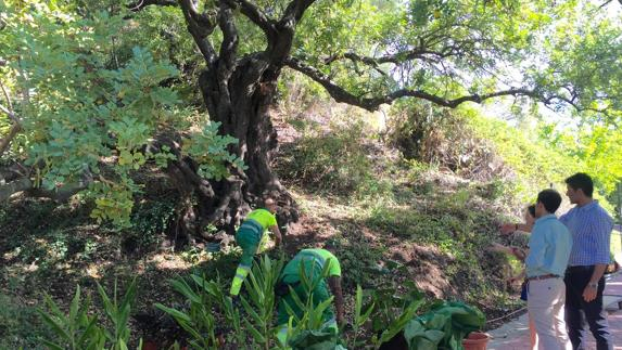 El Jardín Botánico-Histórico La Concepción Mima Los … à La Vuelta Al Mundo En 80 Jardines