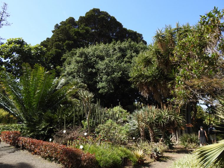 El Jardín Botánico Reabre Sus Puertas Con Nuevas Medidas … intérieur Jardin Botanico Horarios