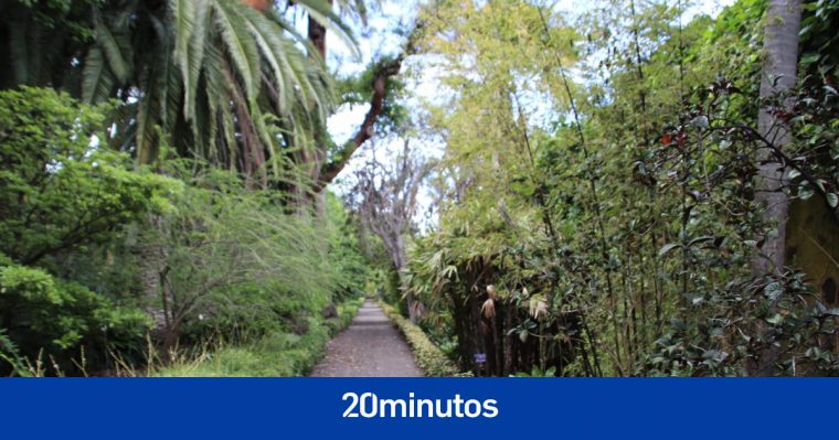 El Jardín Botánico (Tenerife) Reabre Sus Puertas Con … avec Jardín Botánico Tenerife