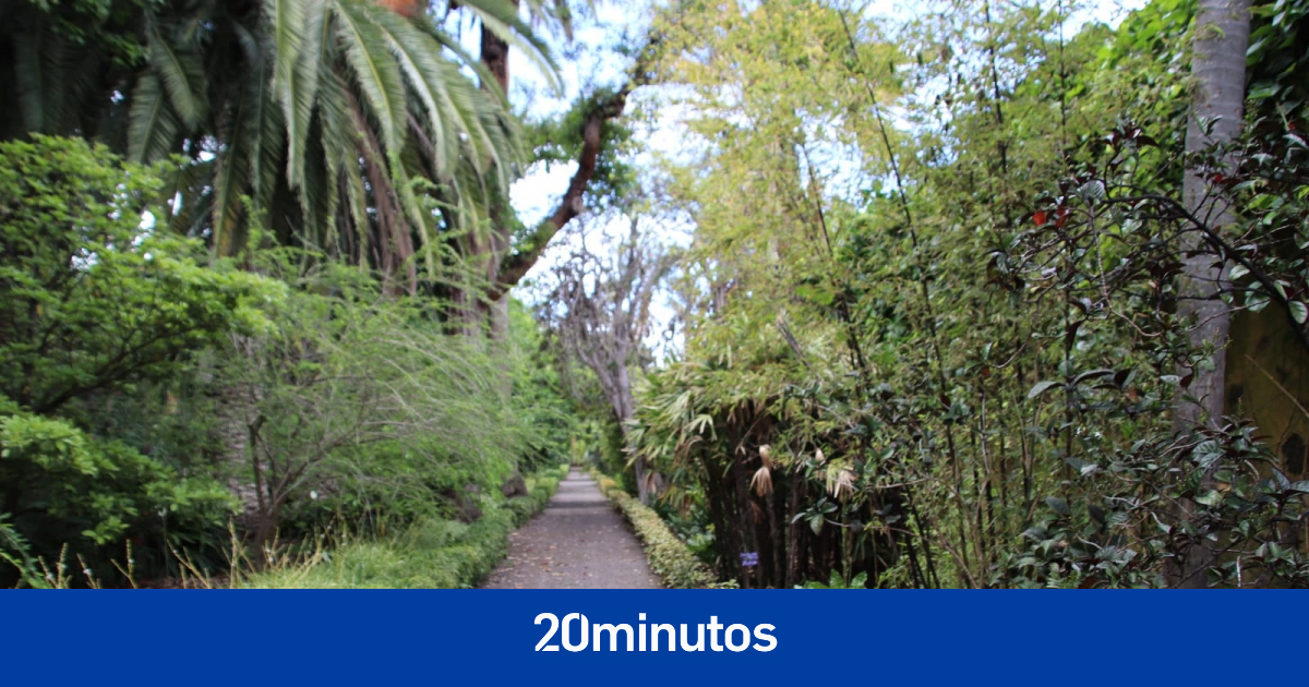 El Jardín Botánico (Tenerife) Reabre Sus Puertas Con ... avec Jardín Botánico Tenerife