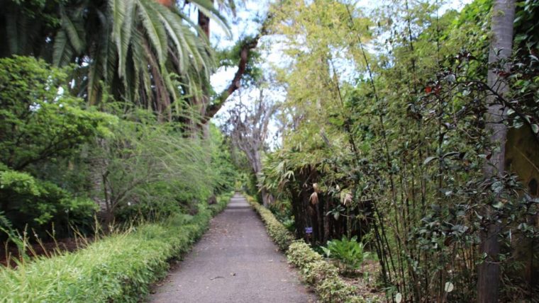 El Jardín Botánico (Tenerife) Reabre Sus Puertas Con … intérieur Jardin Botanico De Tenerife