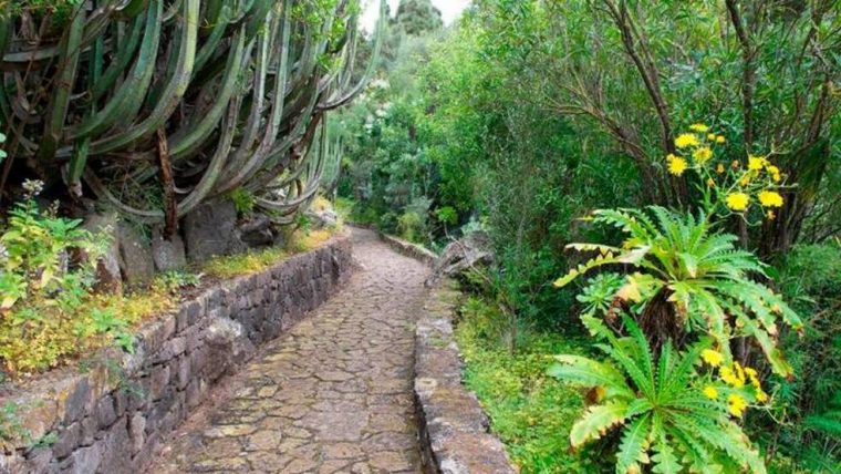 El Jardín Canario Reabre Con Aforo Limitado Y Horario … intérieur Horario Jardin Botanico