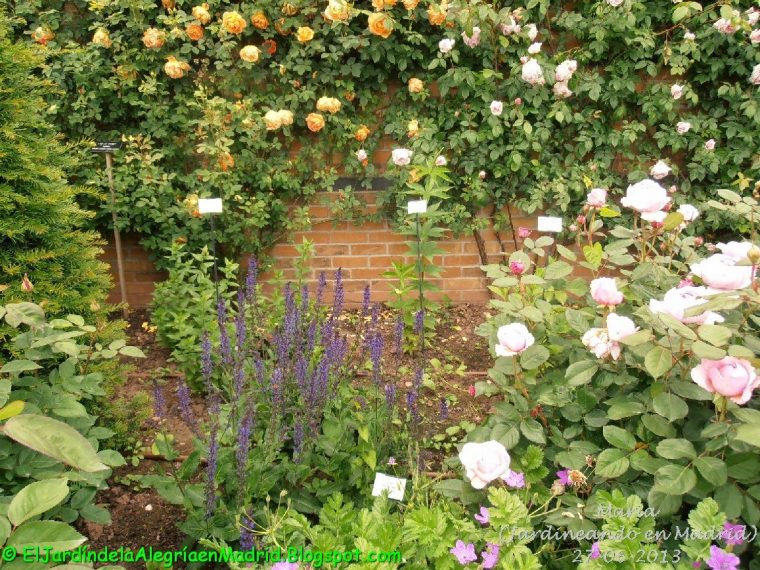 El Jardín De La Alegría : Rosas Y Rosales Ingleses De … à Jardines Con Rosales