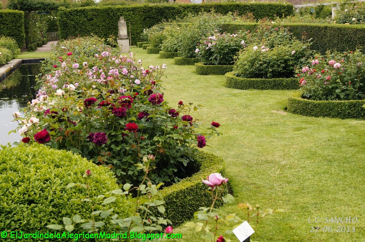 El Jardín De La Alegría : Rosas Y Rosales Ingleses De ... concernant Flores En El Jardin