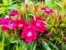 El Jardín En Mayo: Un Festival De Flores. - Portal Jardín ... serapportantà Flores En El Jardin