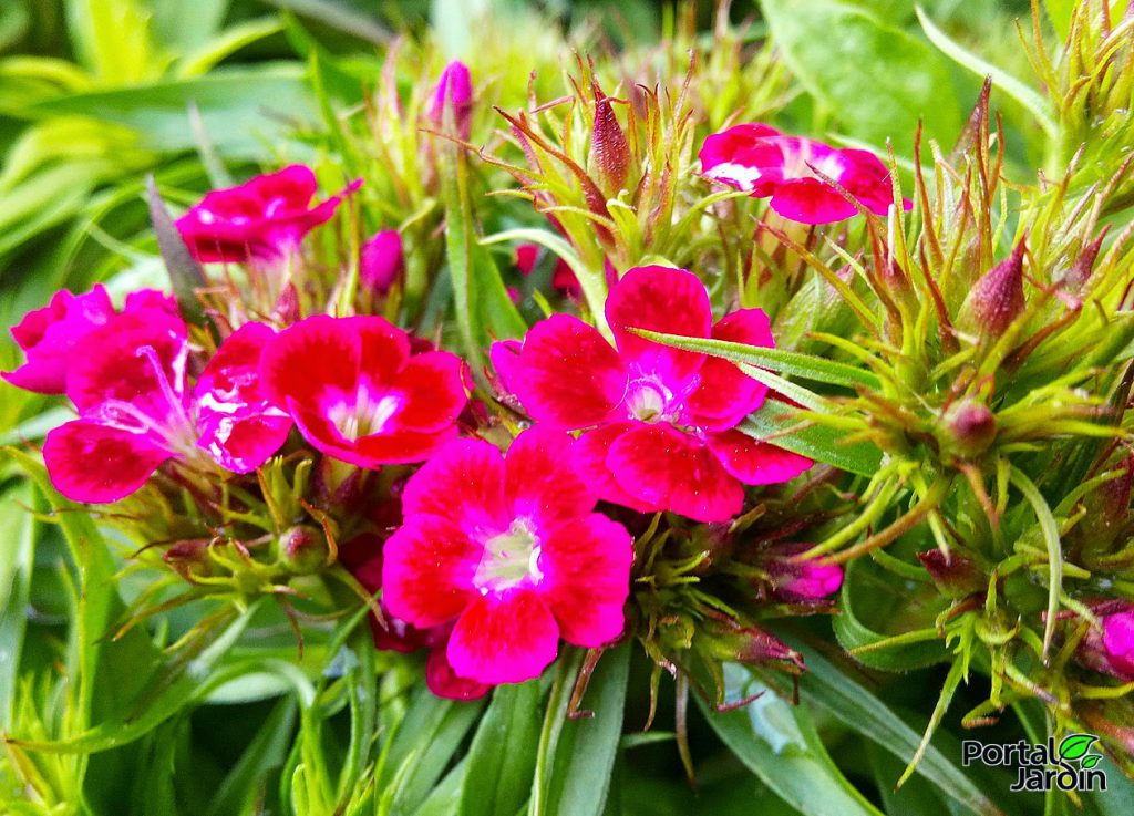El Jardín En Mayo: Un Festival De Flores. - Portal Jardín ... serapportantà Flores En El Jardin