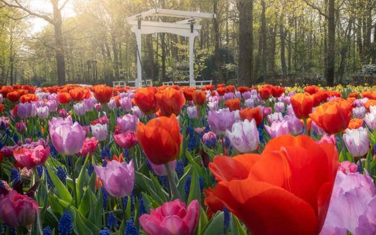 El Jardín Más Grande De Holanda Se Llena De Millones De … avec Flores De Jardin Fotos