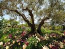 El Olivo De Alicante Se Impone A Los Jardines Del Reino Unido intérieur Los Jardines Esquelas