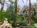 El Palmeral De Elche: Rmación Práctica Para La Visita serapportantà Ciudad Jardin Elche