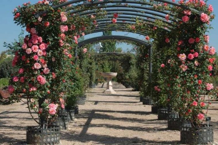 El Real Jardín Botánico Abre Sus Puertas Al Proyecto … concernant Real Jardin Botanico Madrid Precio